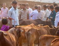 牛市场Cow Market